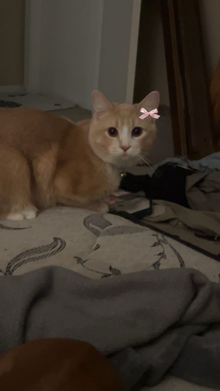 Gus, lost cat, domestic bobtail