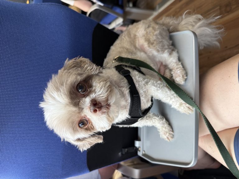 Spongie, lost dog, Shih Tsu