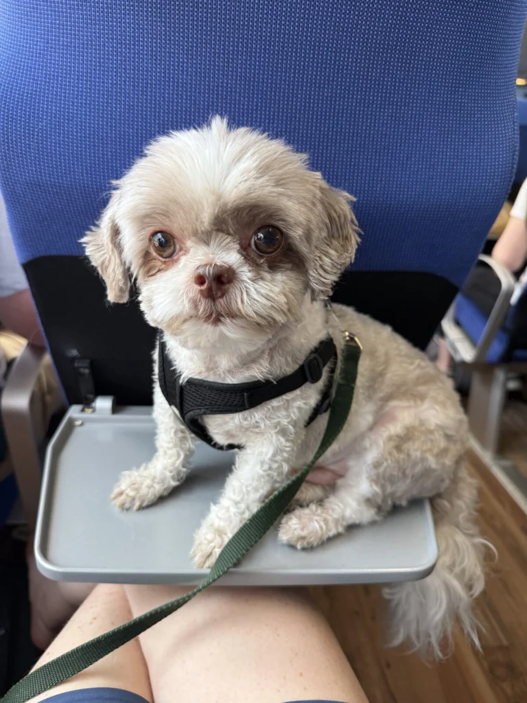 Spongie, lost dog, Shih Tsu