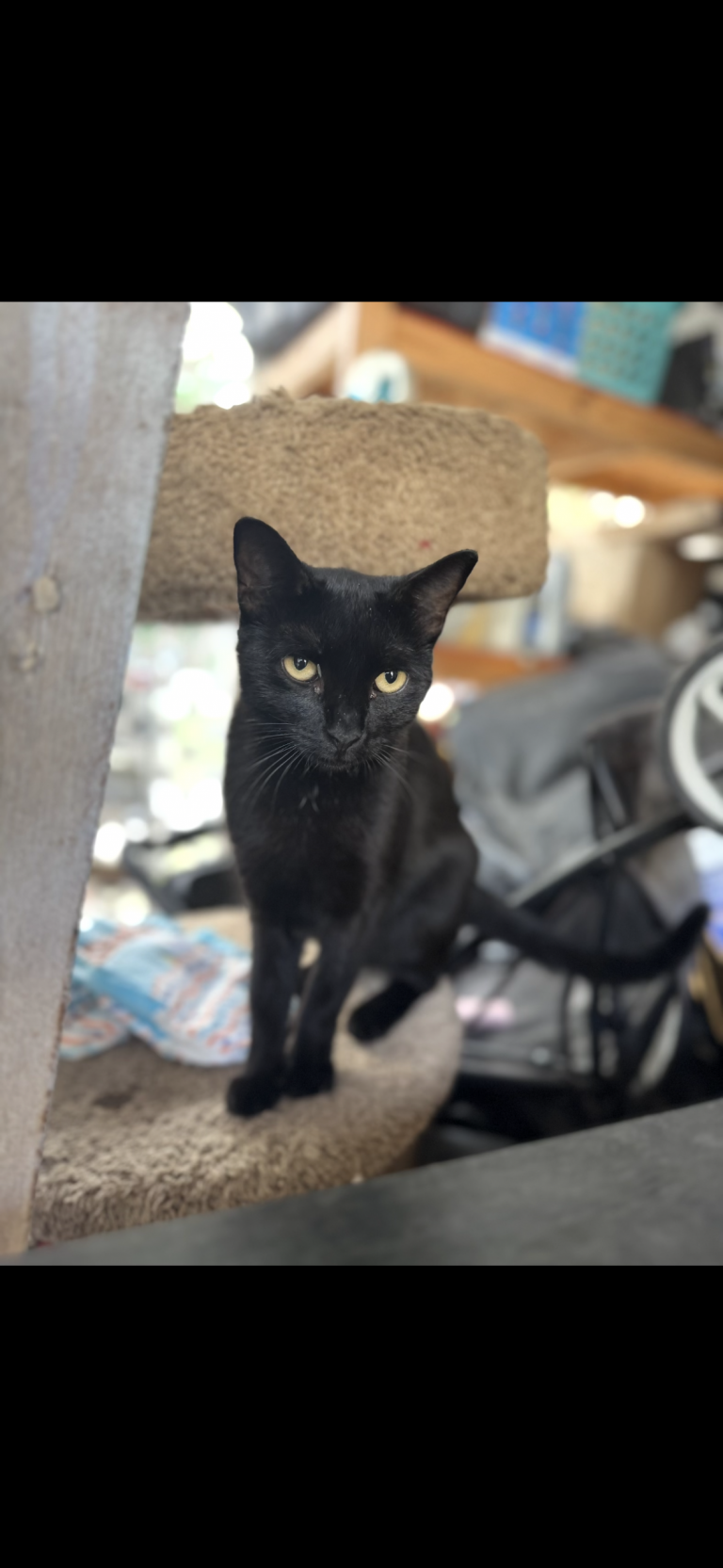 Hera, lost cat, Short hair