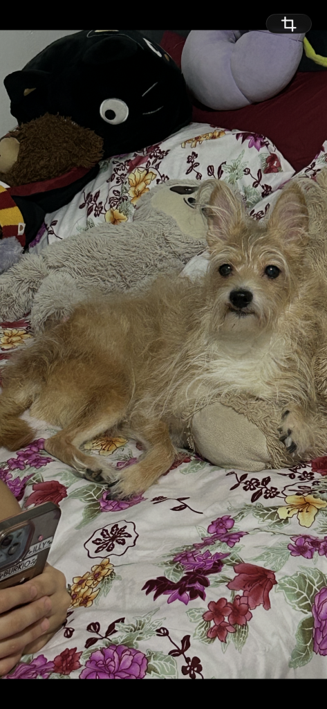 Toby, lost dog, Mixed/pometranian