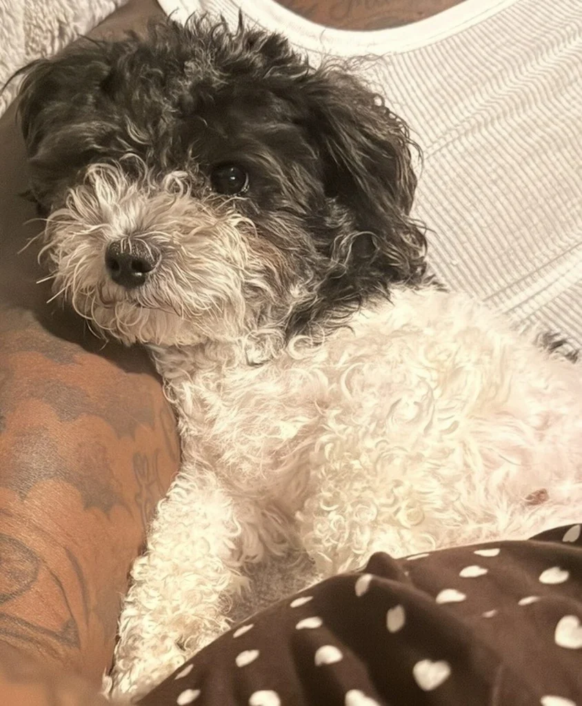Zoey, lost dog, Yorkie-Poodle