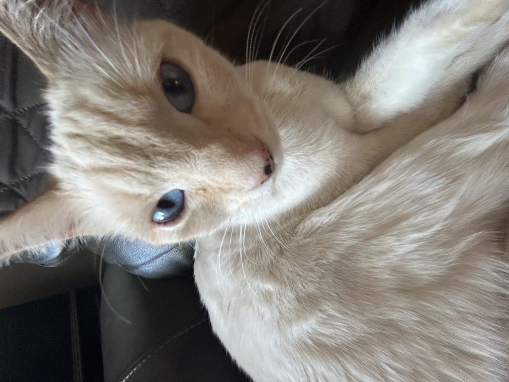 Olive, lost cat, Siamese mix