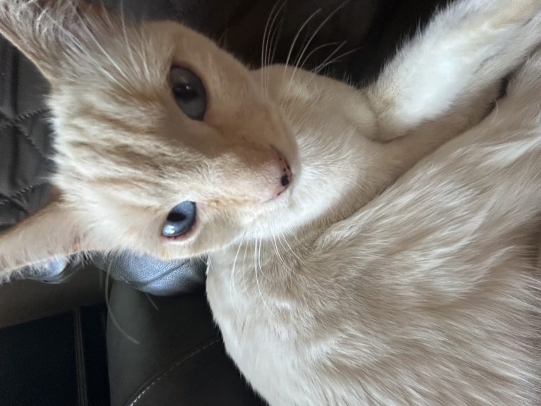 Olive, lost cat, Siamese mix