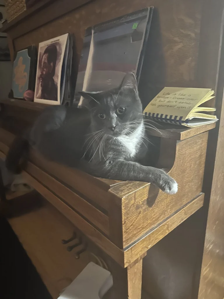 Sugat, lost cat, Tuxedo