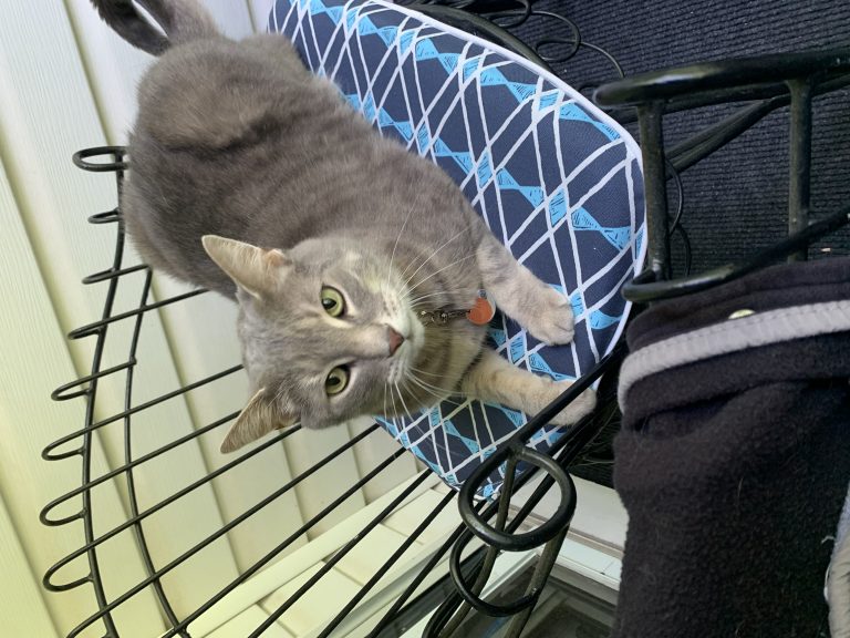 Oliver, lost cat, Tabby