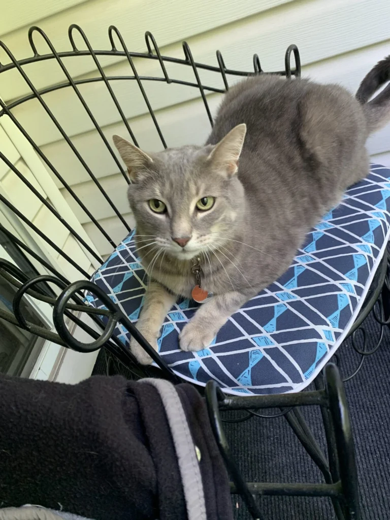 Oliver, lost cat, Tabby