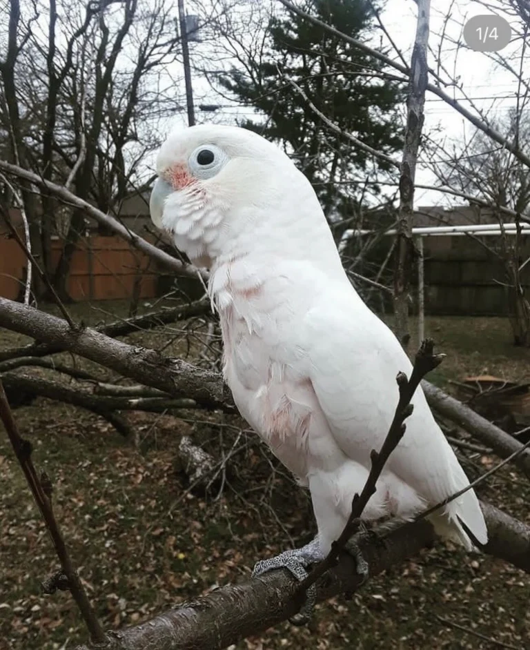 Bella, lost bird, Goffin cockatoo