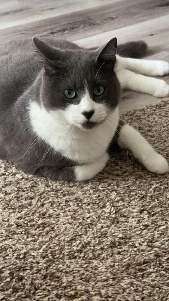 LeeLee, lost cat, Domestic Shorthair
