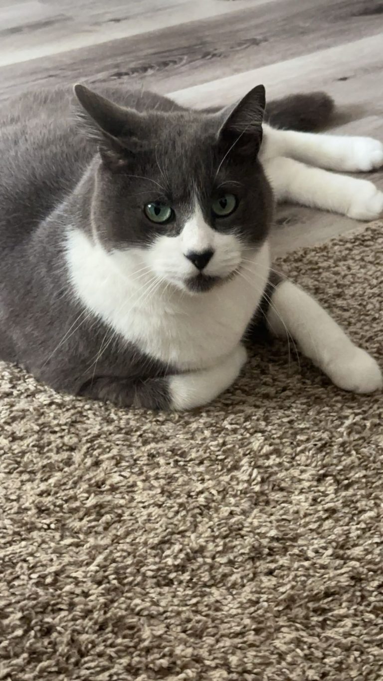 LeeLee, lost cat, Domestic Shorthair