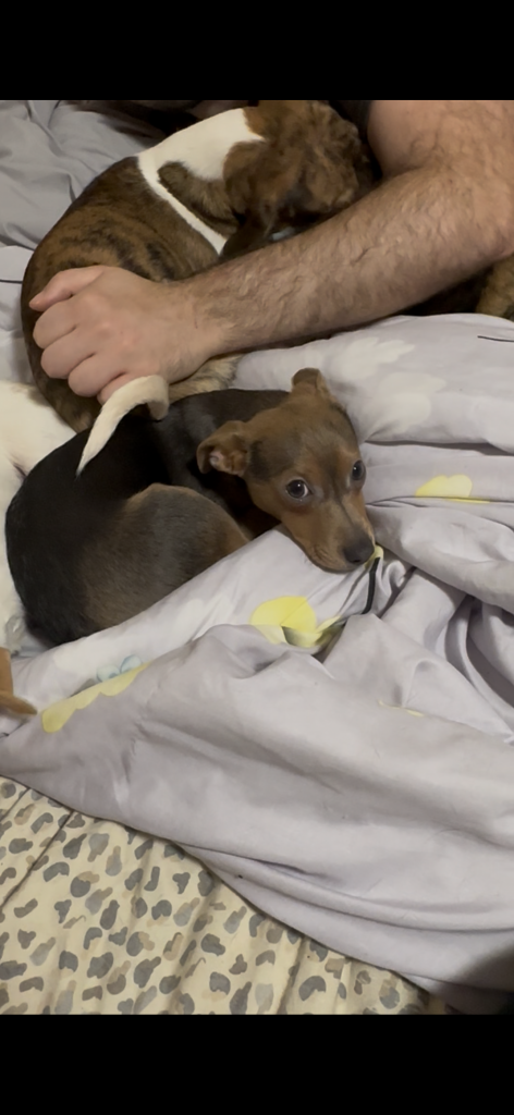 Pepper, lost dog, Jack Russel