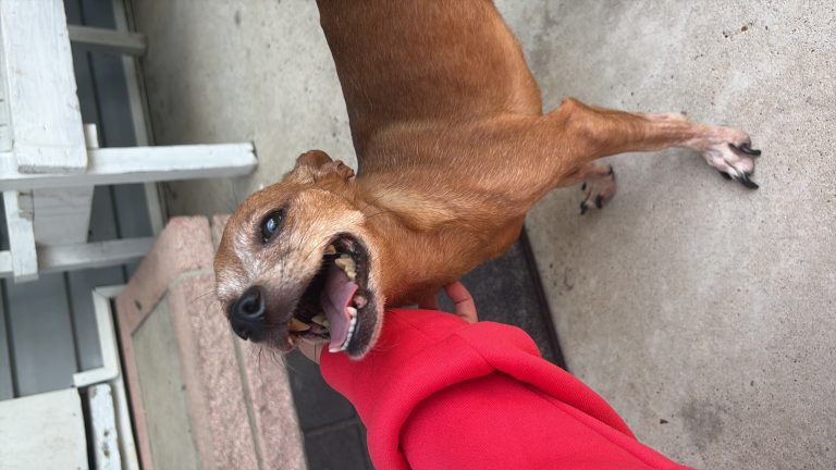 Chico, lost dog, Chihuahua weenie mix
