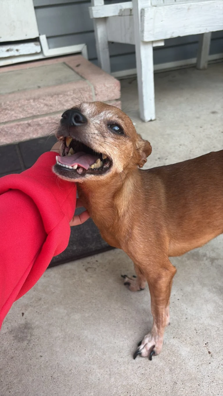 Chico, lost dog, Chihuahua weenie mix