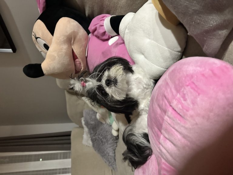McQueen, lost dog, Shit Zhu