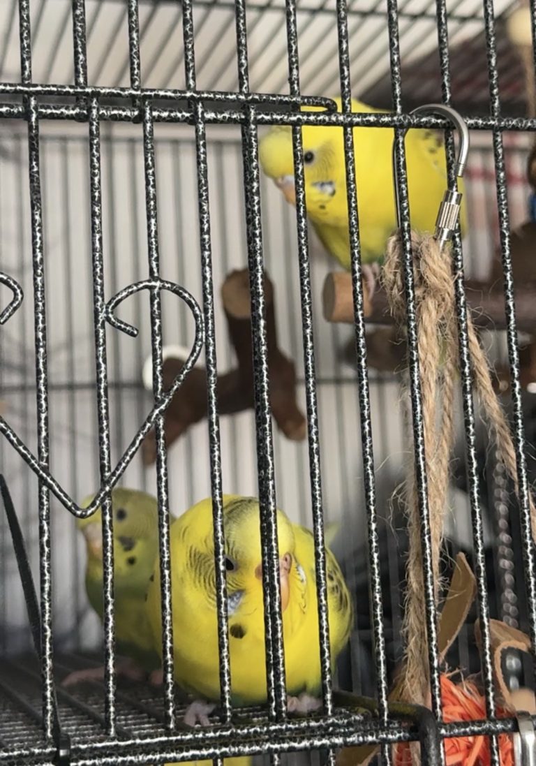 Lychee, lost bird, Budgie