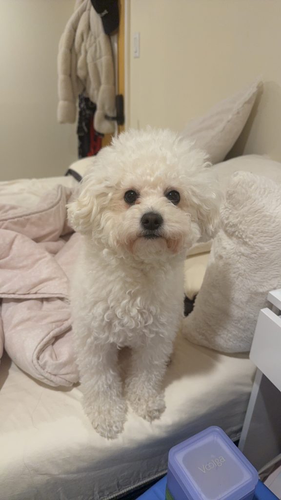 Rourou, lost dog, Bichon frise