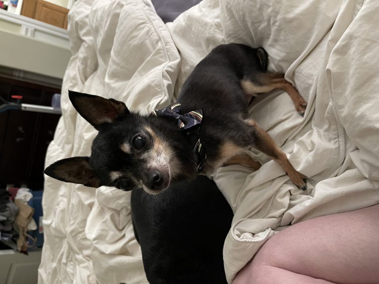 Tiny Boy, lost dog, Chihuahua