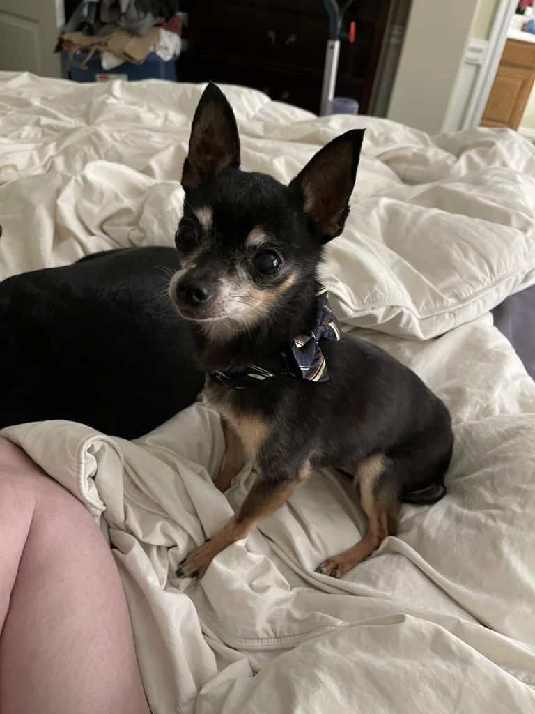 Tiny Boy, lost dog, Chihuahua