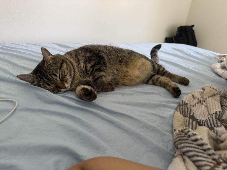 Zatat, lost cat, American short hair