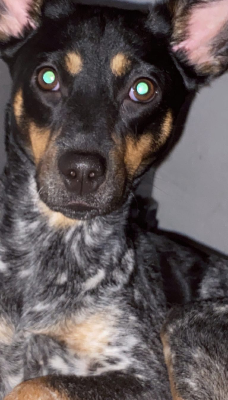 Harley, lost dog, Mixed blue heeler