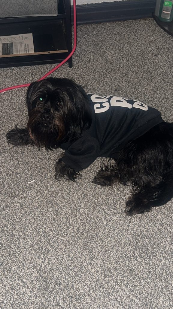 Pluto, lost dog, Shorkie
