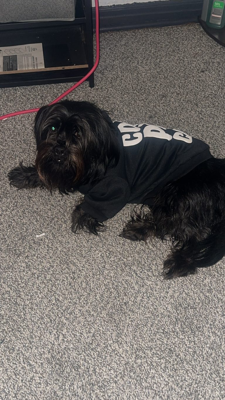 Pluto, lost dog, Shorkie