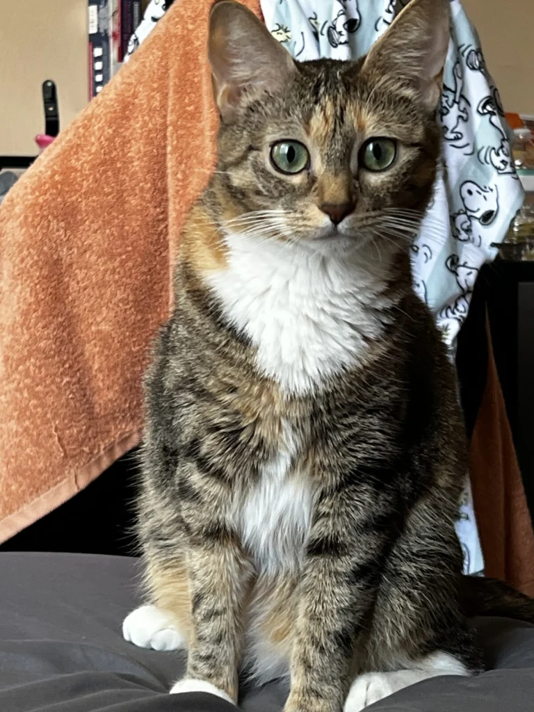 Minnie, lost cat, Tabby
