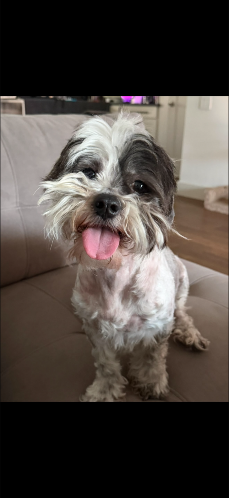 Calcetin, lost dog, Shi-Tzu mix