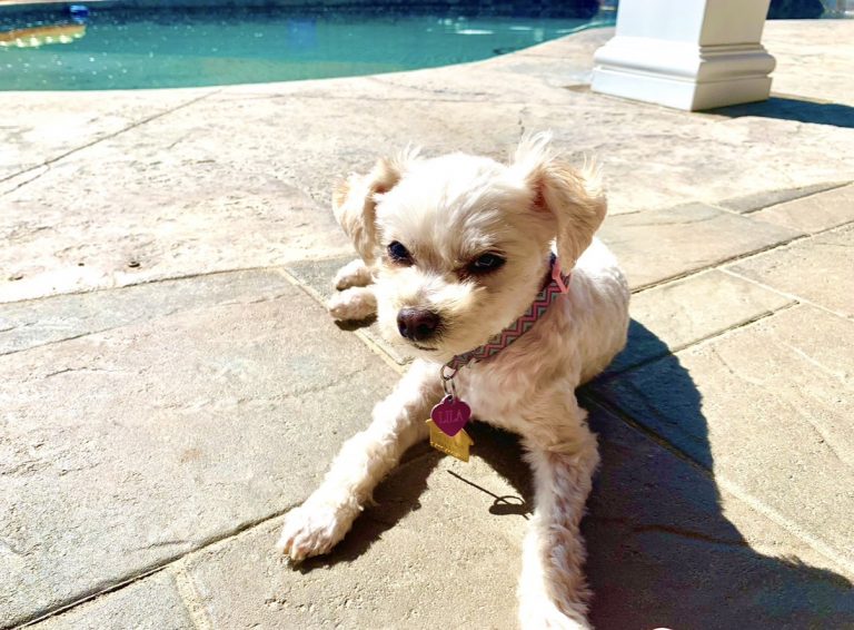 Lila, lost dog, Maltipoo