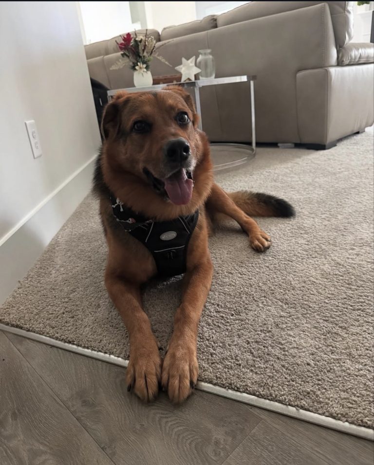 Rocky, lost dog, Rottweiler German Shepherd mix