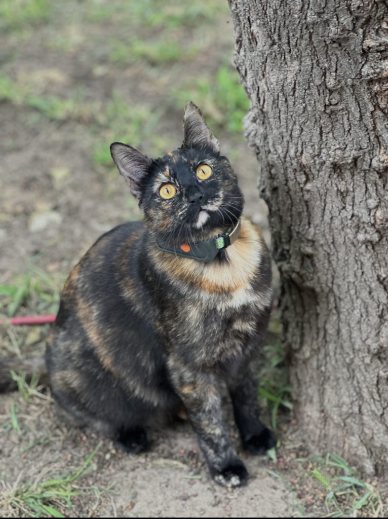 Tortilla, lost cat, Torti shell