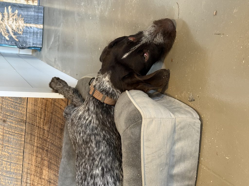 Carver, lost dog, German wirehair pointer