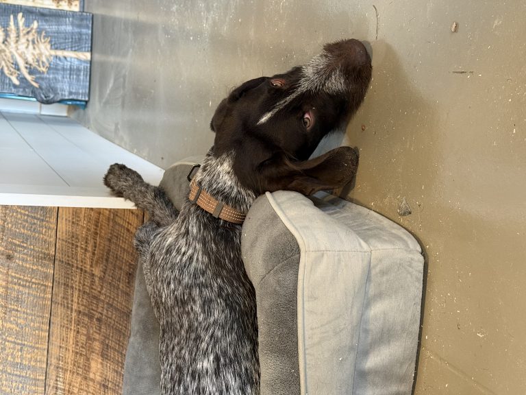 Carver, lost dog, German wirehair pointer