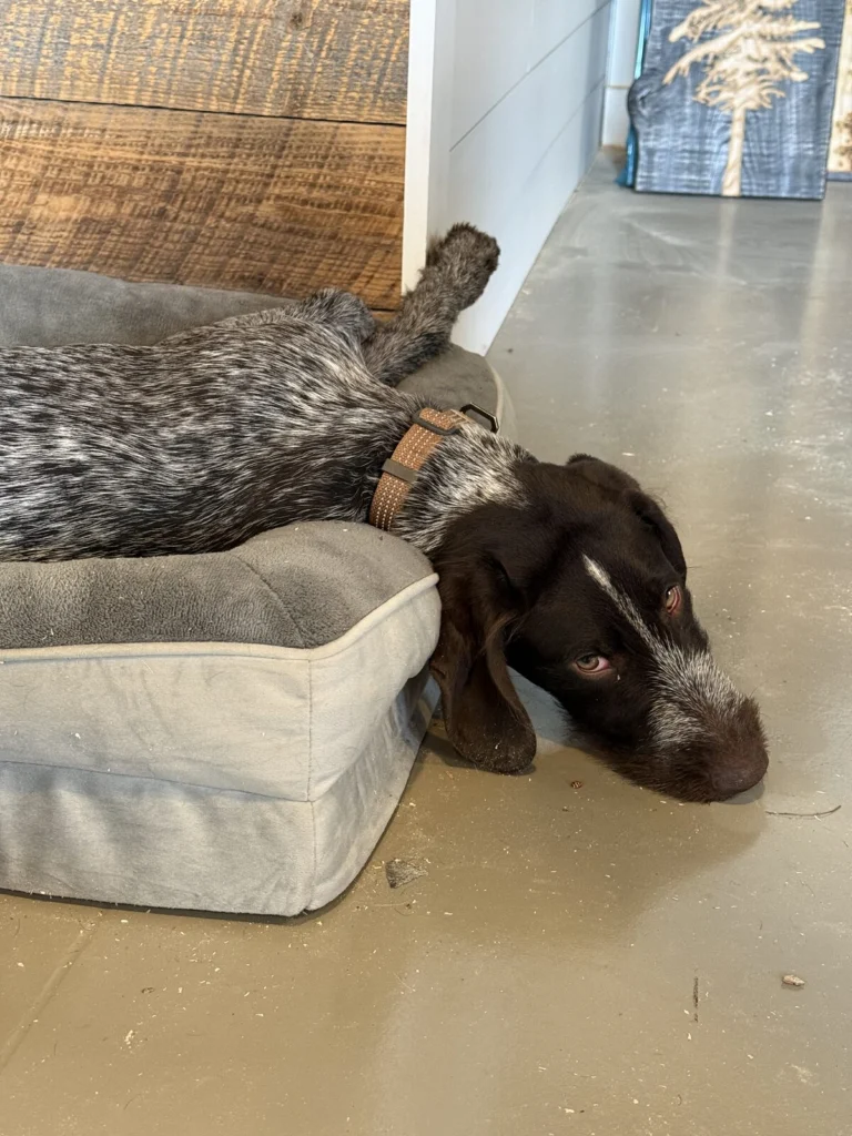 Carver, lost dog, German wirehair pointer