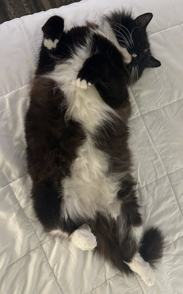 Oreo, lost cat, Tux
