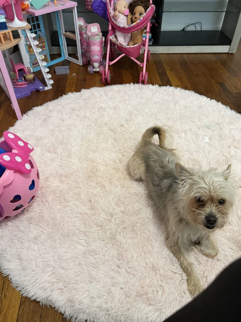 Bella, lost dog, Yorkie