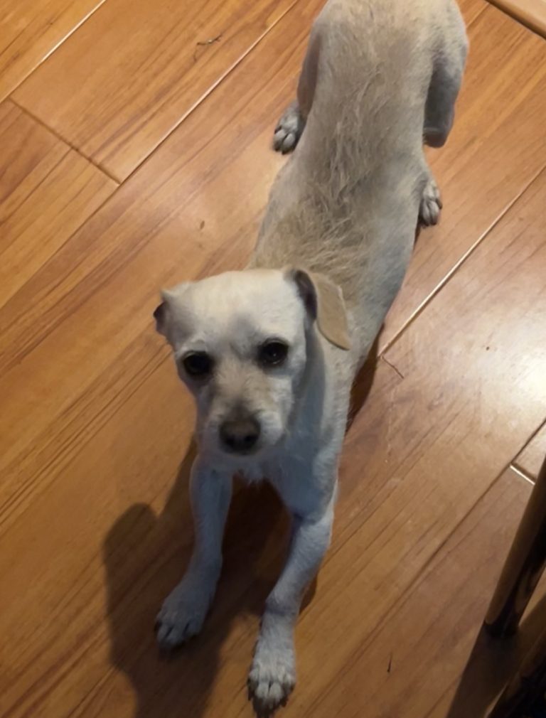 Appa, lost dog, chihuahua
