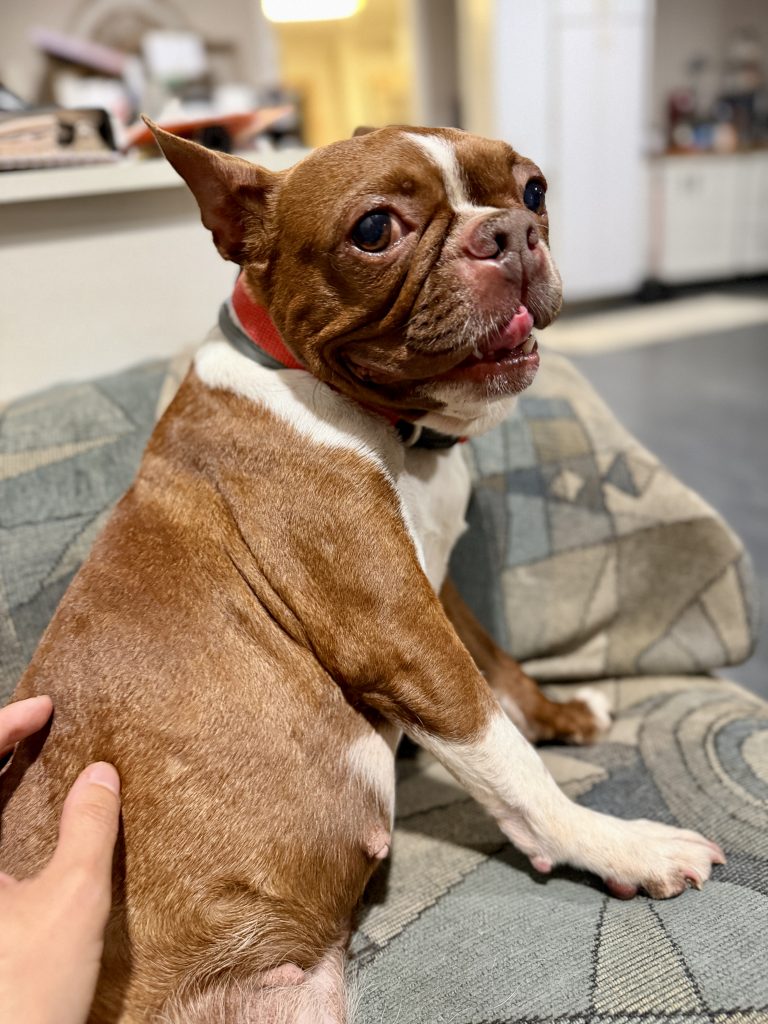 Lucy, lost dog, Boston Terrier