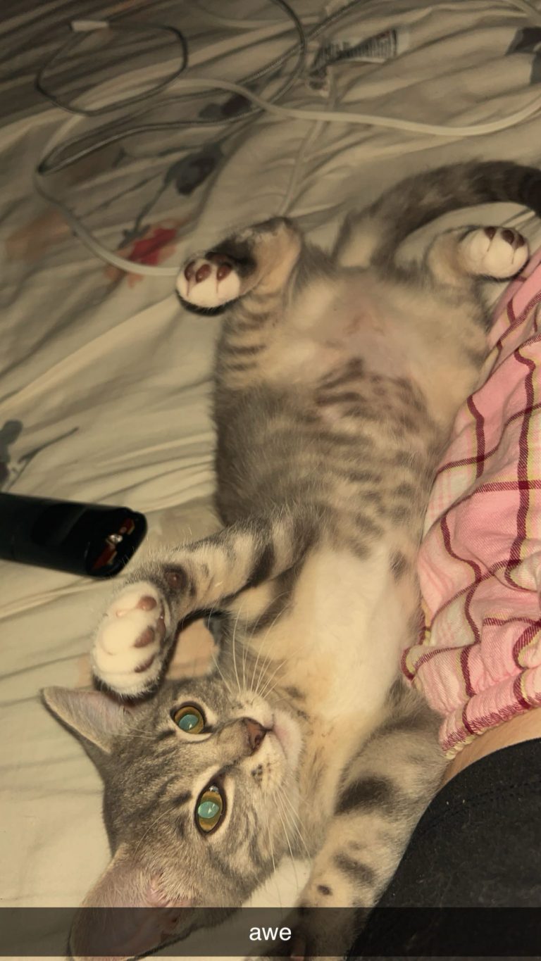 Molly, lost cat, grey