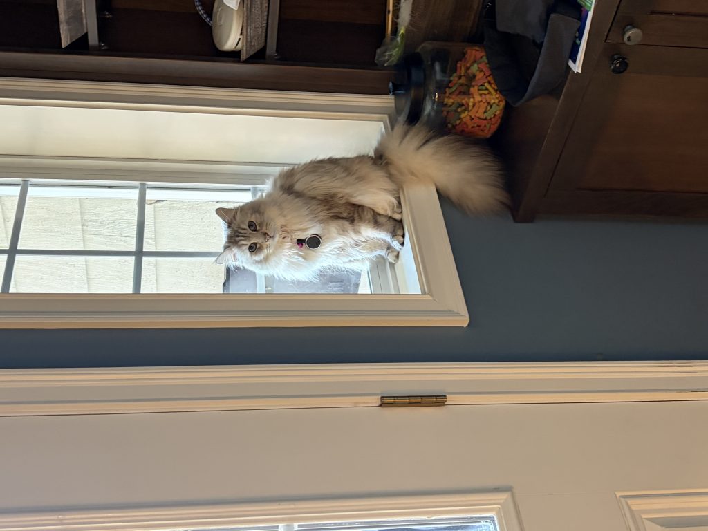 Athena, lost cat, Siberian