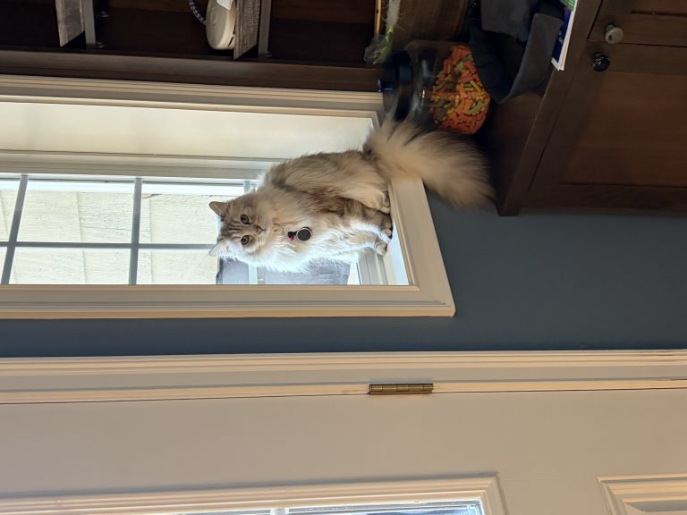 Athena, lost cat, Siberian