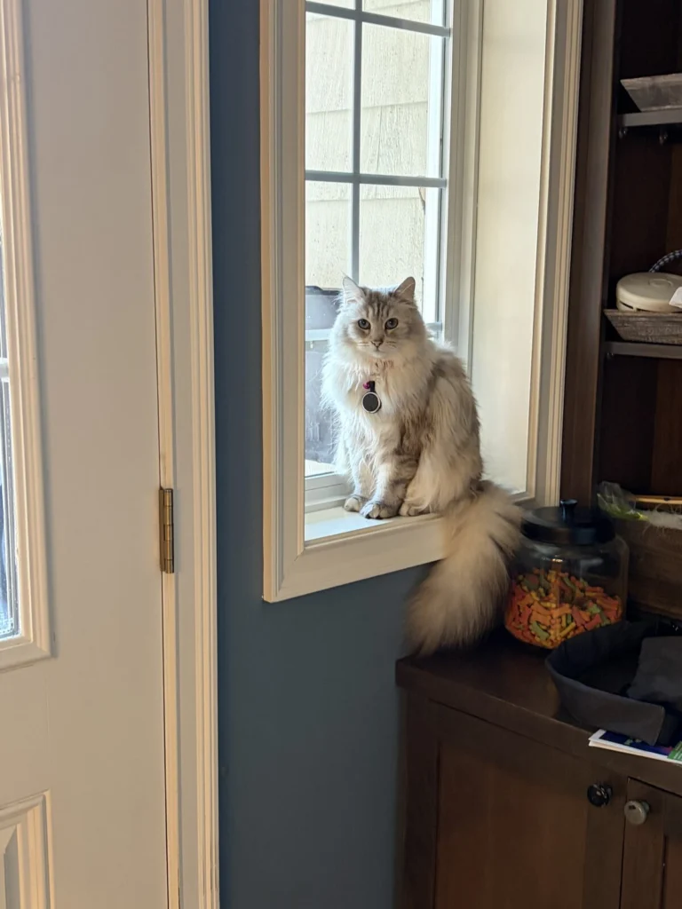 Athena, lost cat, Siberian