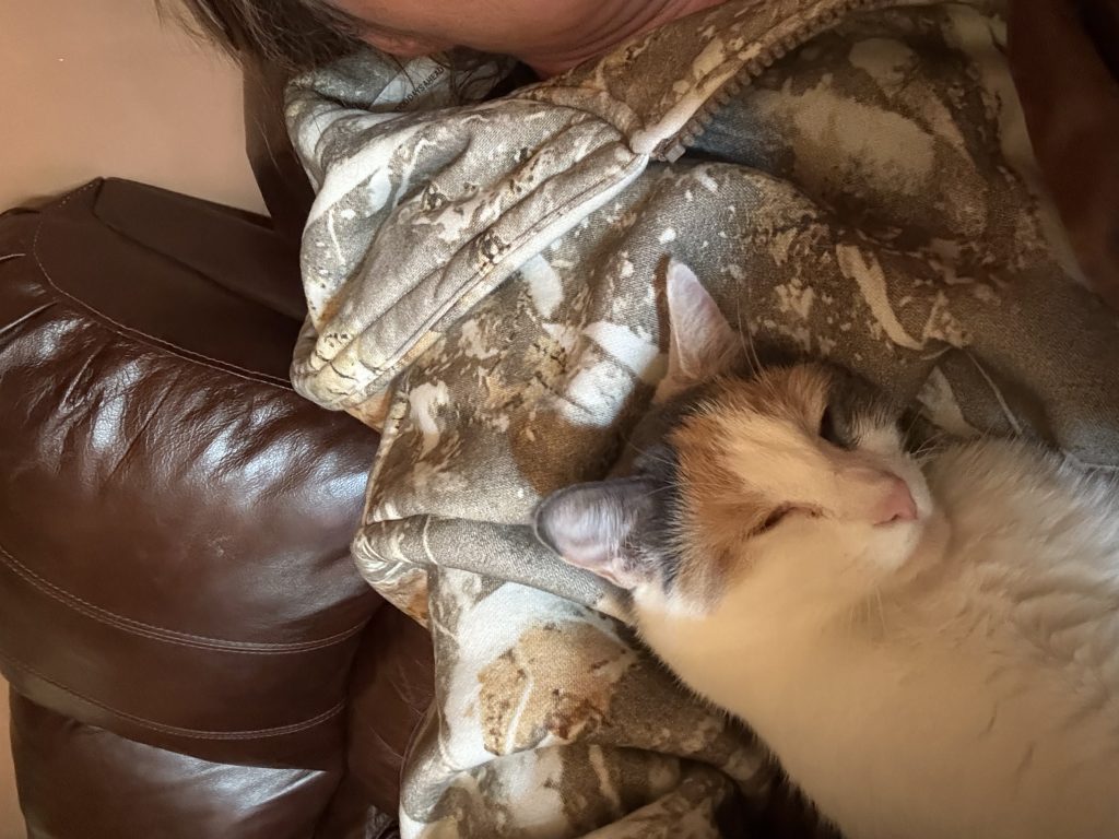 Callie, lost cat, Calico