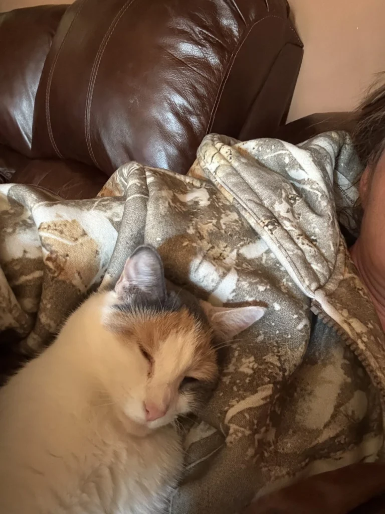 Callie, lost cat, Calico