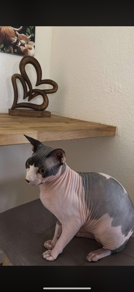 Gizmo, lost cat, Sphinx
