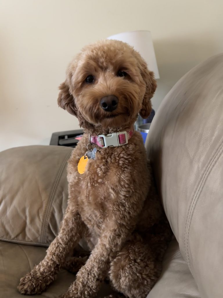 Riley, lost dog, Mini goldendoodle