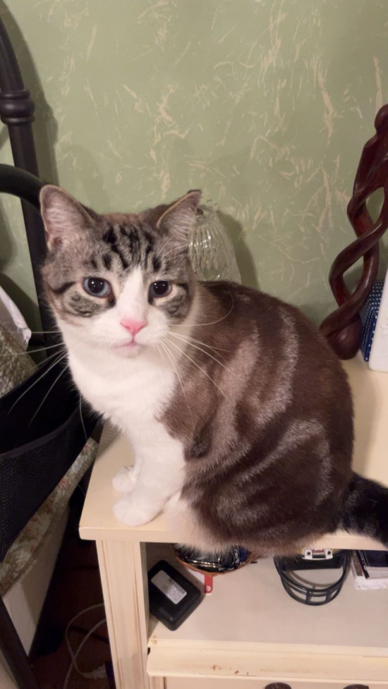 Nickolas, lost cat, Mixed