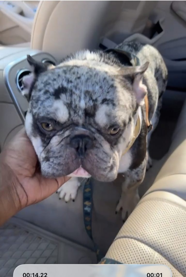 Ghost, lost dog, frenchie