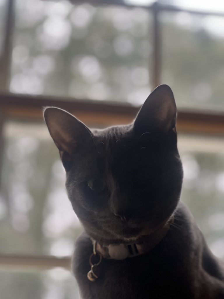 Cookie, lost cat, domestic short hair