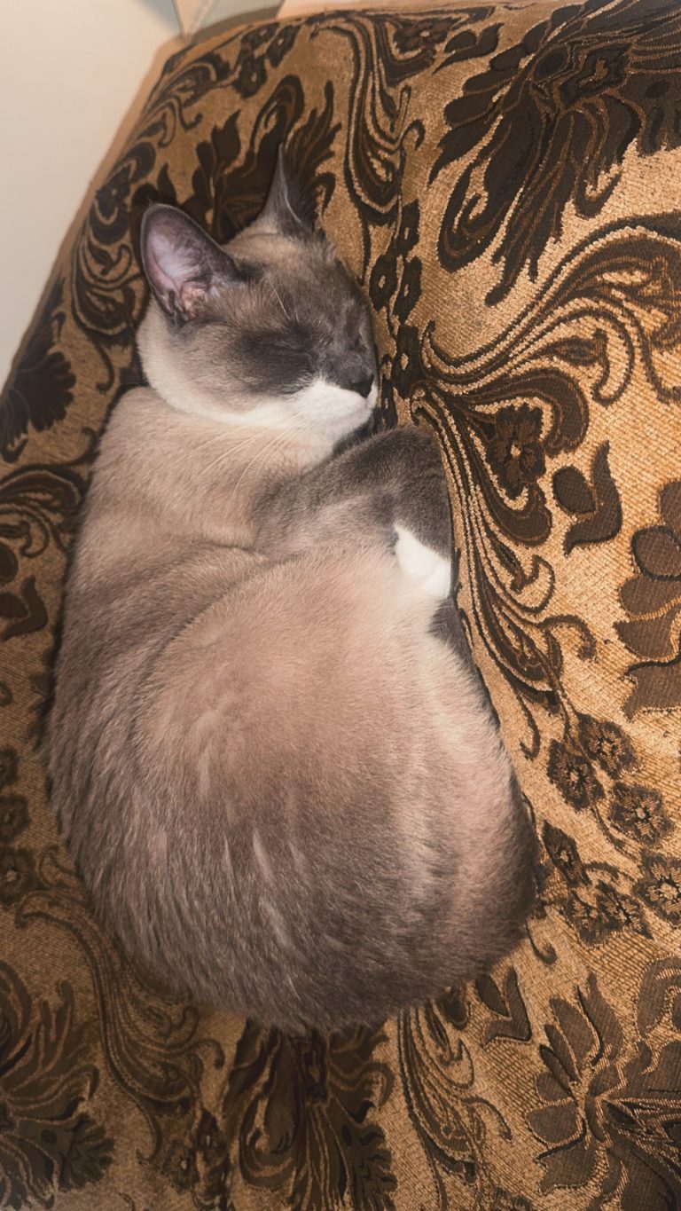 Cutie, lost cat, Tonkinese cat